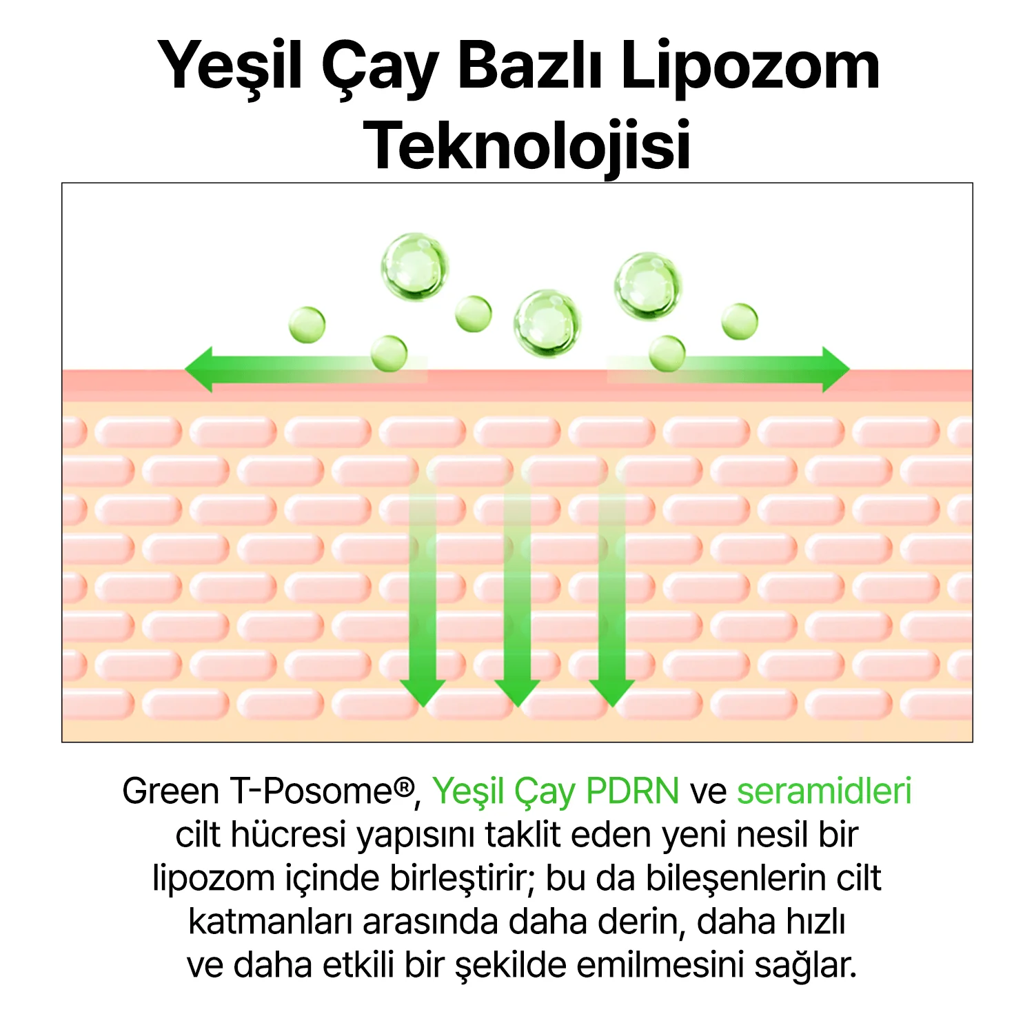 By Wishtrend - Green Tea & Ceramide Barrier Cream (Bariyer Destekleyici Yeşil Çay PDRN ve Seramid İçeren Bariyer Kremi) 50g - Image 7