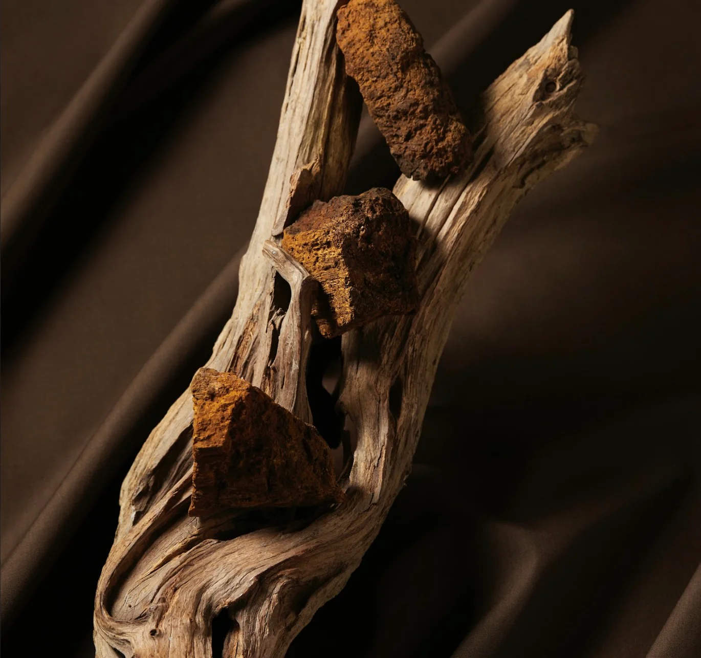 Serumkind - Chaga Charging Drop (Yoğun Nemlendirici ve Besleyici Chaga Mantarı Özlü Serum) 30ml - Image 4